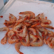 Crevettes, ready to snaffle